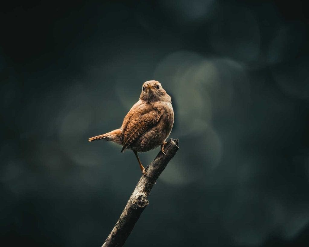 How to photograph garden birds - Photo © VISIONX