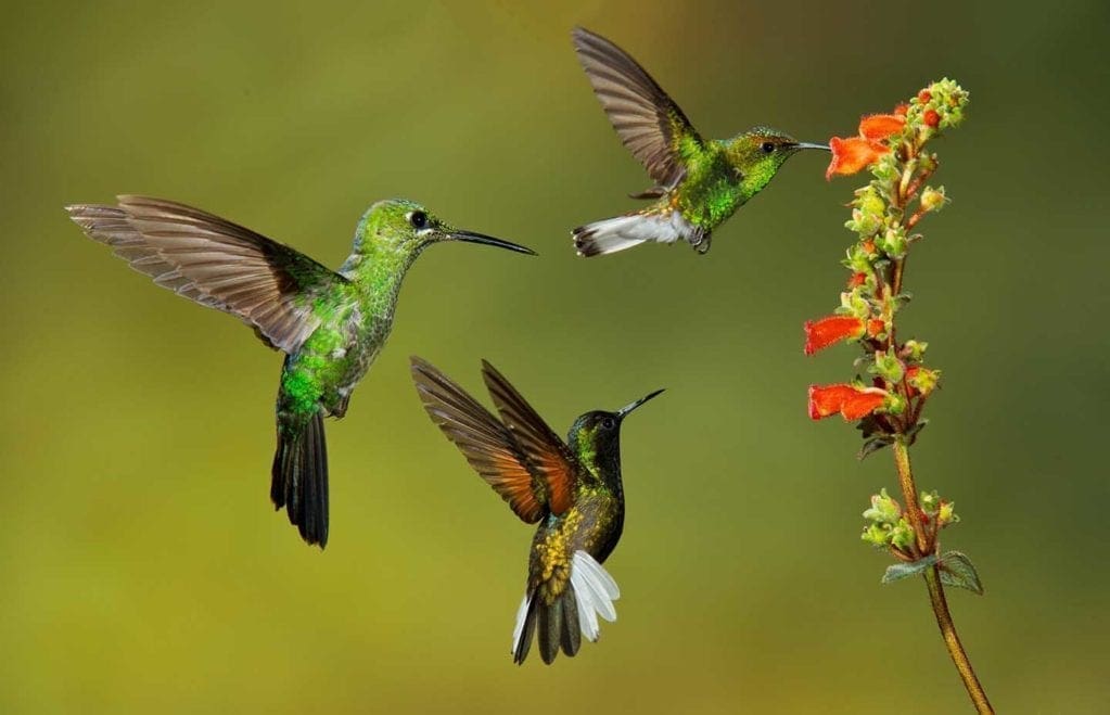 How to photograph garden birds - Photo © Wayne Kliewer