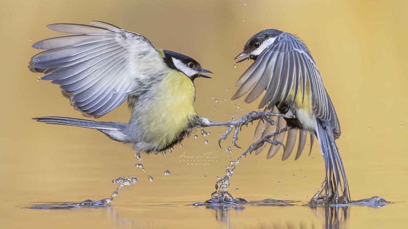 How to photograph garden birds - Photo © Alius Imago