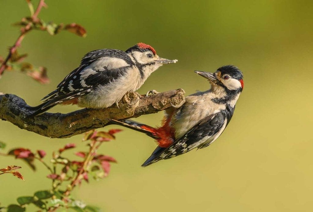 How to photograph garden birds - Photo © Dave Wesson