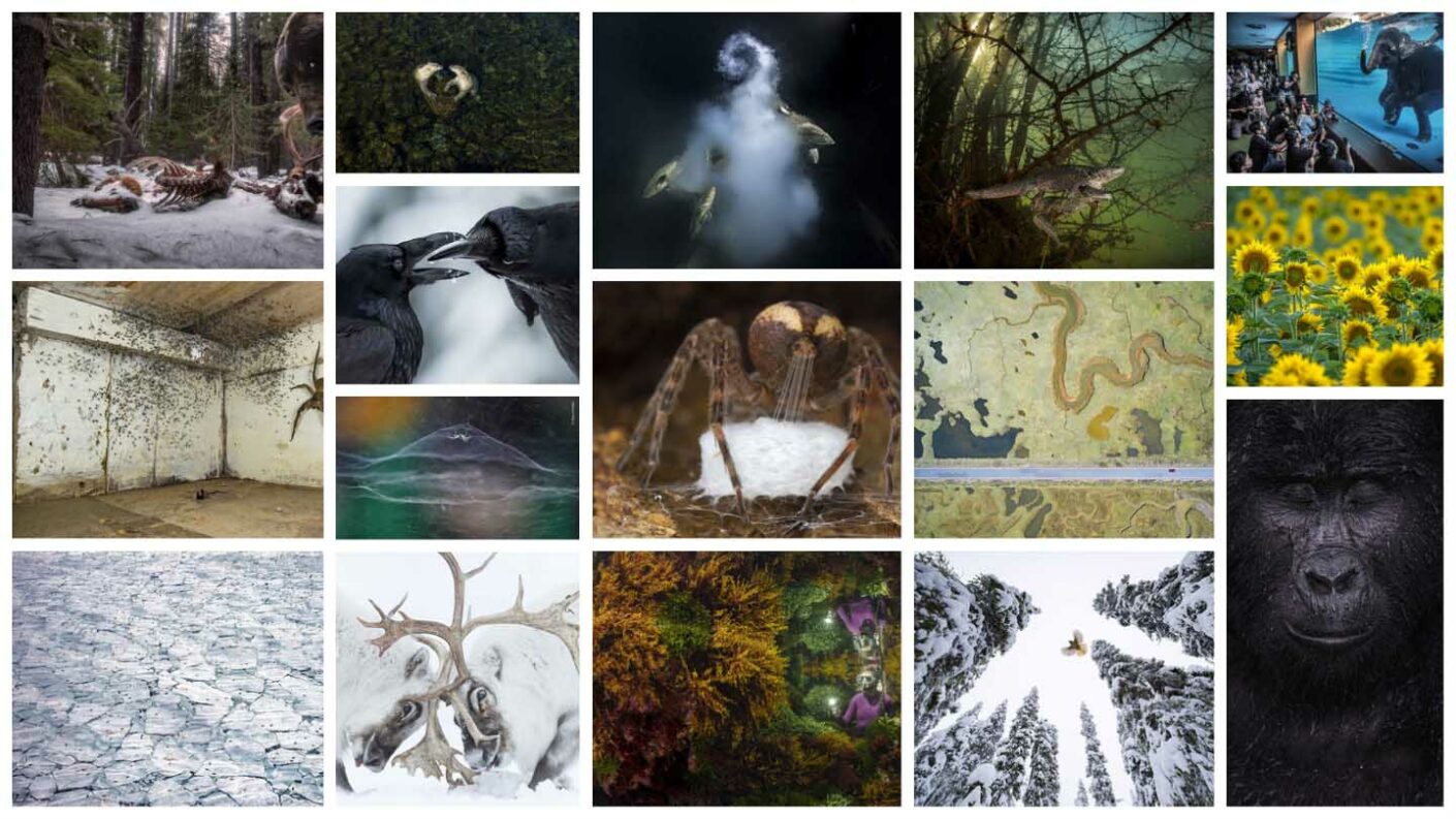 Wildlife Photographer of the Year 2021 winners announced