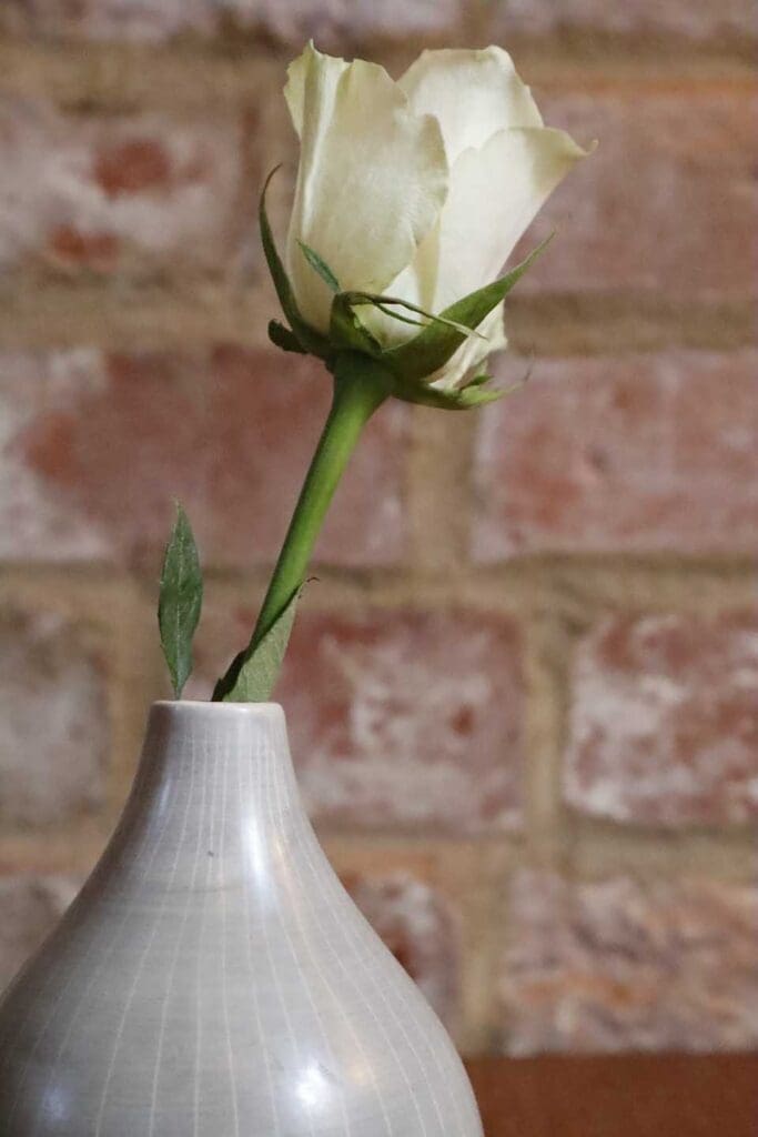 Still life photography examples: flower in vase