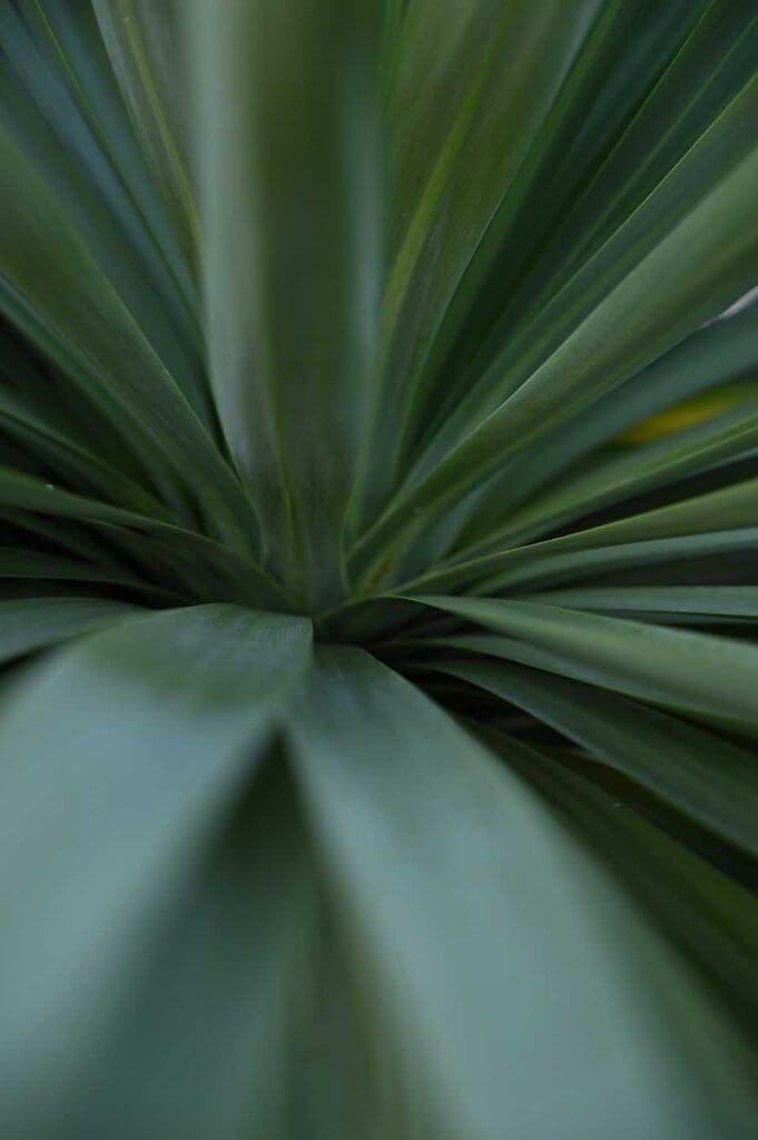 Still life photography examples: plant