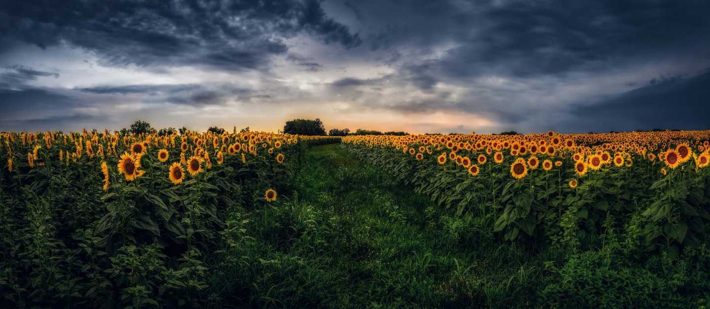 CJPOTY July 2023 shortlisted image for the Summer theme - sunflower field