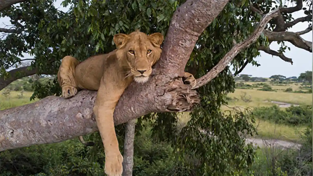 drones in African lion conservation