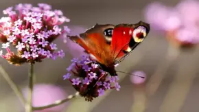 macro photography