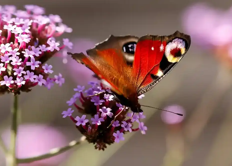 macro photography