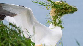 A heron gets covered in seaweed on a windy day in Alison Tuck's Nikon Comedy Wildlife Photography Awards entry