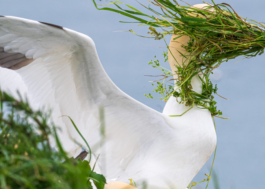 A heron gets covered in seaweed on a windy day in Alison Tuck's Nikon Comedy Wildlife Photography Awards entry