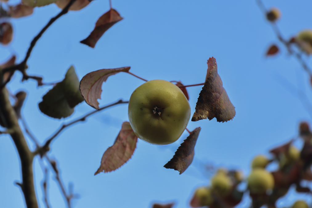 Canon EOS R50 V Review sample image