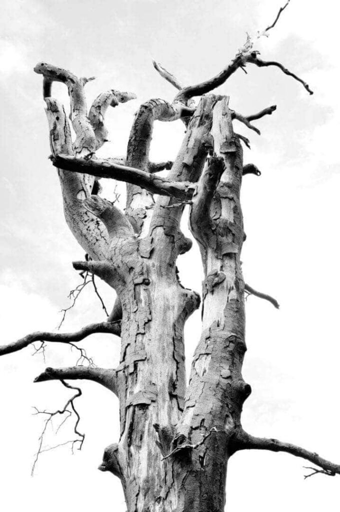 10 ways to photograph lone trees