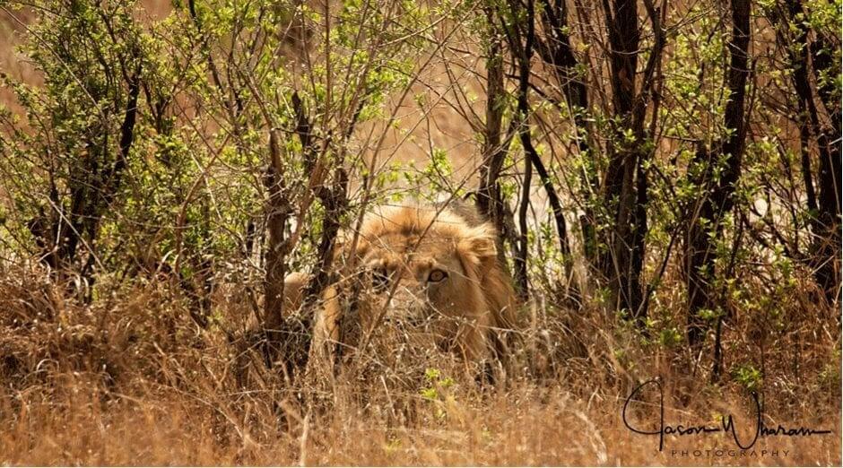 How to Photograph big cats
