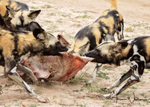 How to Photograph big cats