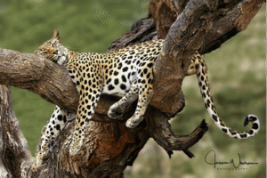 How to Photograph big cats