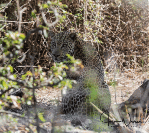 How to Photograph big cats