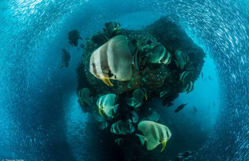 Wildlife Photographer of the Year 2016 set to open for entries