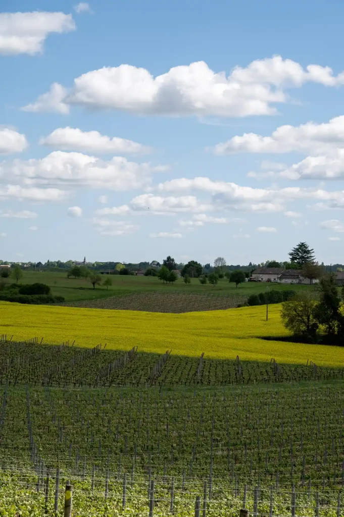 Bergerac vinyards