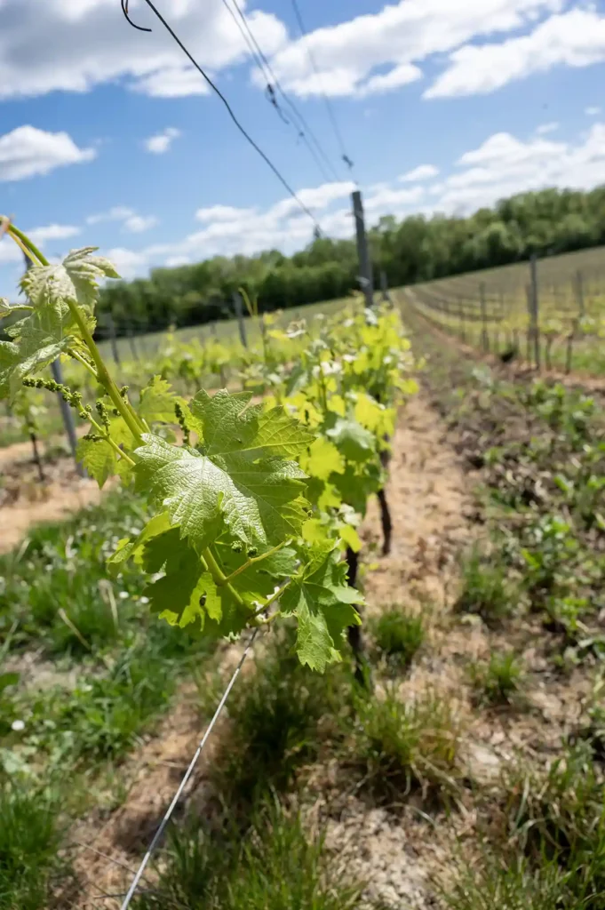 Bergerac vinyards