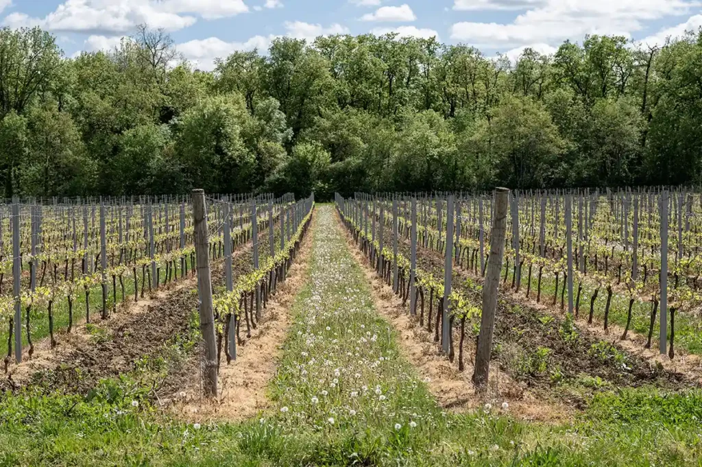 Bergerac vinyards