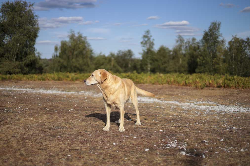 Canon EOS R Sample Image