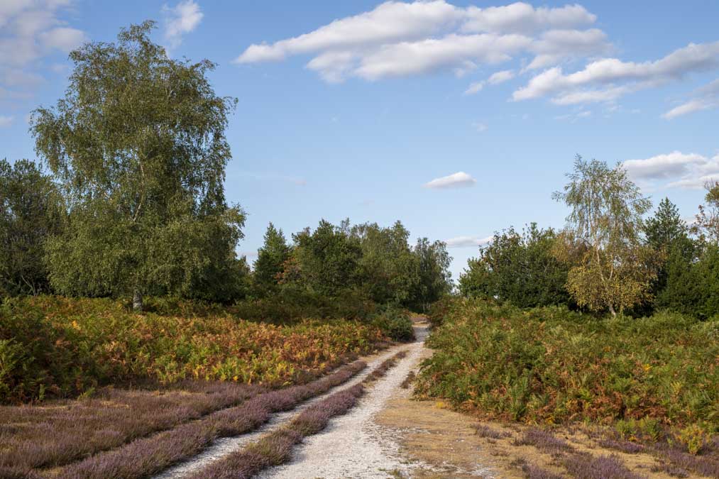 Nikon D850 Sample Image