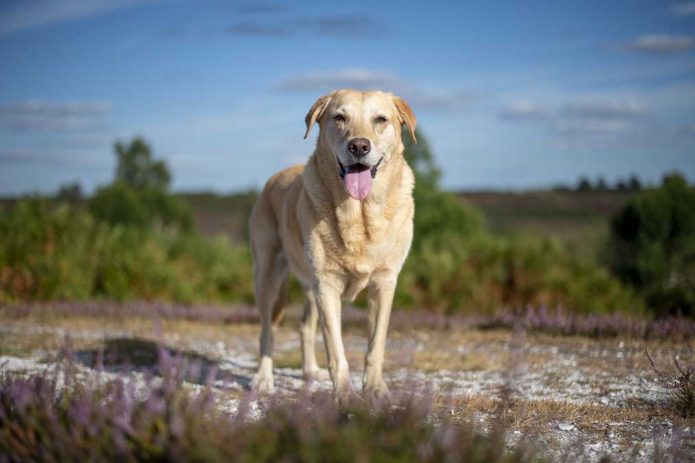 Nikon D850 Sample Image
