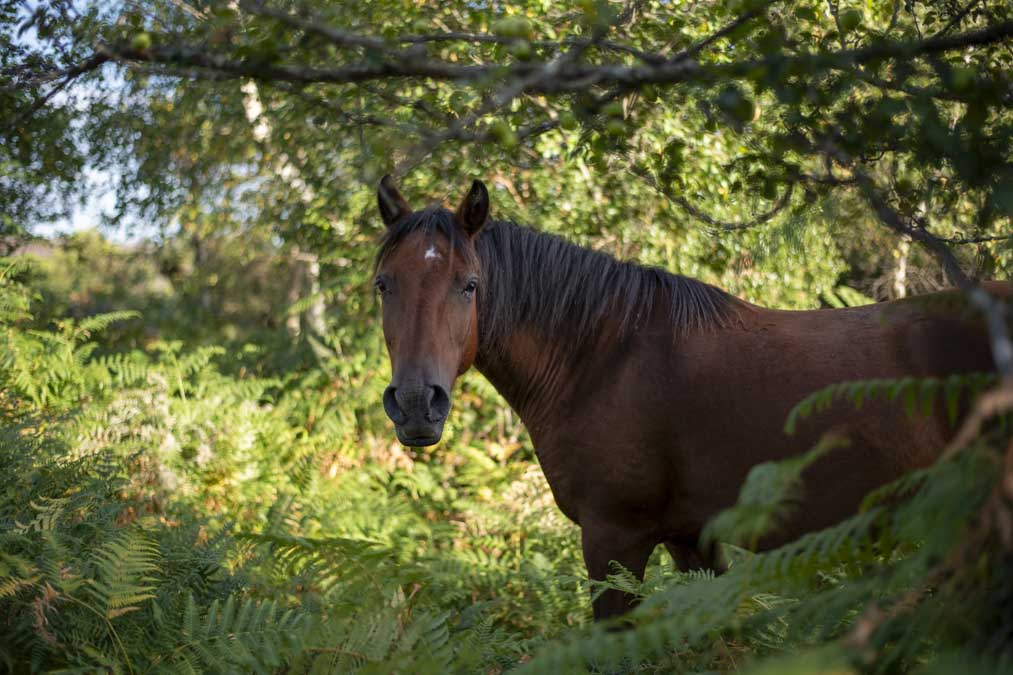 Nikon D850 Sample Image