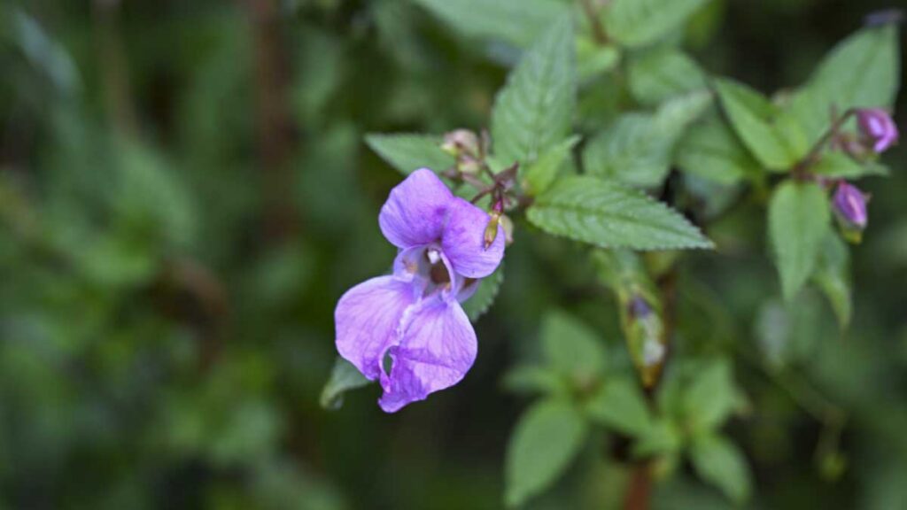 Nikon Z8 Sample images