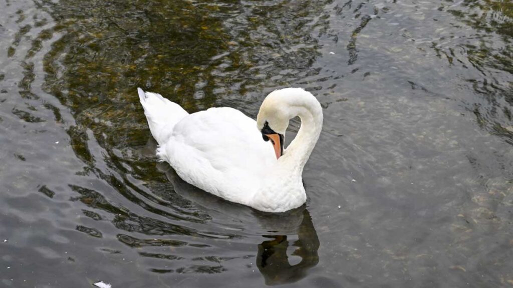 Nikon Z8 Sample images