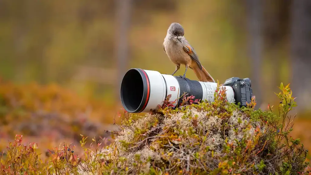 Sony 600mm