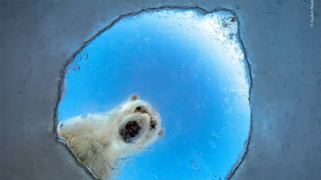 Wildlife Photographer of the Year 2026
