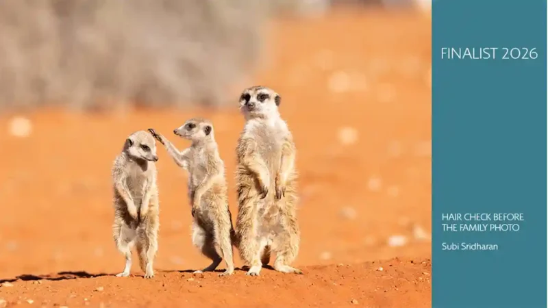 Nikon Comedy Wildlife Awards 2026 finalists revealed after record entry